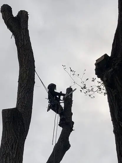 Arborist Removing Tree