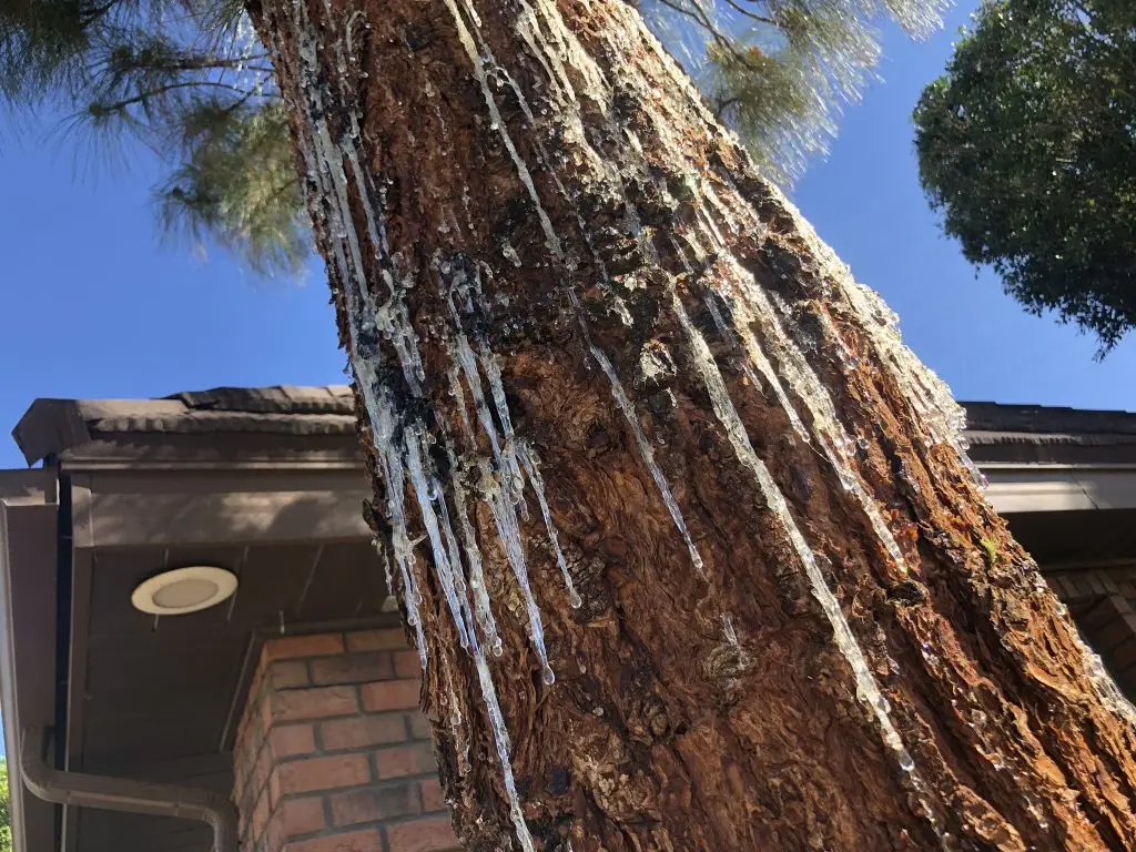 Pine tree showing symptoms of pine beetle damage in a Middle Tennessee landscape.